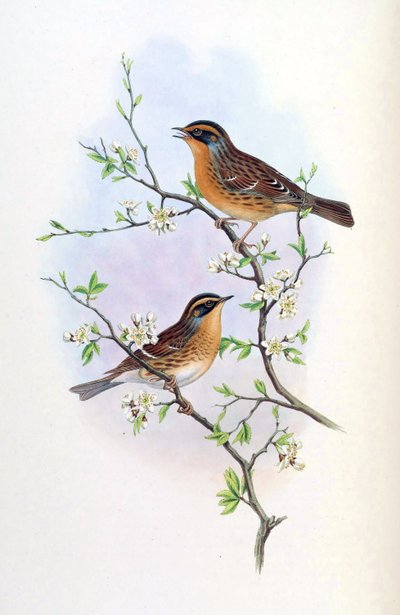 Accentor montanellus = Prunella montanella by John Gould